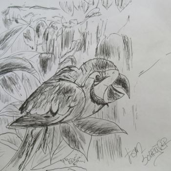 Drawing titled "parrot" by Tom Schrijver, Original Artwork, Other