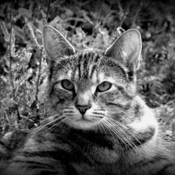 Fotografia zatytułowany „cat” autorstwa Tom Schrijver, Oryginalna praca