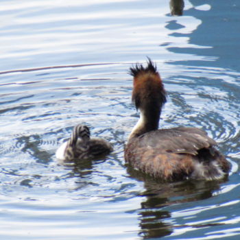 Photography titled "grebe and young" by Tom Schrijver, Original Artwork