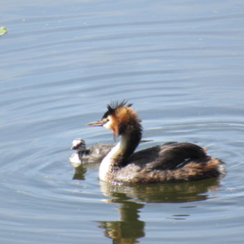 Photography titled "grebe and young" by Tom Schrijver, Original Artwork