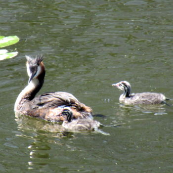Photography titled "grebe with young" by Tom Schrijver, Original Artwork