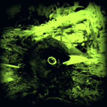 Φωτογραφία με τίτλο "blackbird" από Tom Schrijver, Αυθεντικά έργα τέχνης, Χειρισμένη φωτογραφία