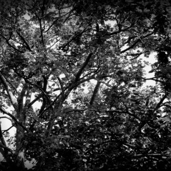 Фотография под названием "branches" - Tom Schrijver, Подлинное произведение искусства