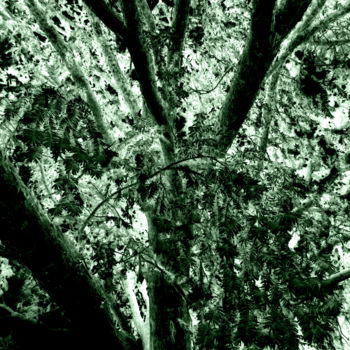 Photographie intitulée "branches" par Tom Schrijver, Œuvre d'art originale, Photographie manipulée