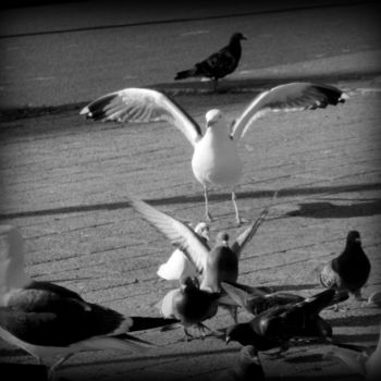 Fotografia intitulada "bird composition" por Tom Schrijver, Obras de arte originais, Fotografia digital