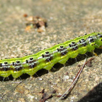 摄影 标题为“caterpillar” 由Tom Schrijver, 原创艺术品, 数码摄影