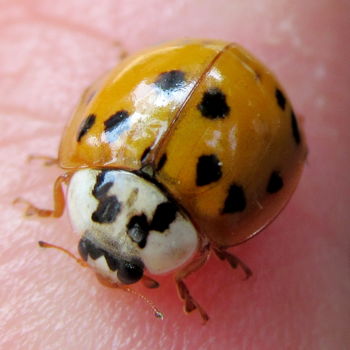 Fotografía titulada "ladybug" por Tom Schrijver, Obra de arte original, Fotografía digital