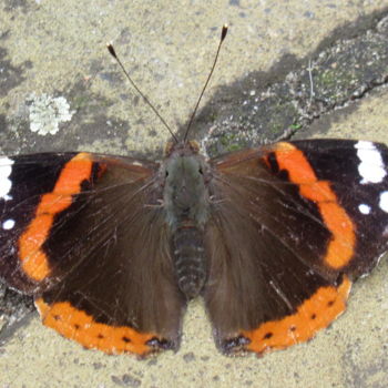 Fotografia zatytułowany „butterfly” autorstwa Tom Schrijver, Oryginalna praca, Fotografia cyfrowa