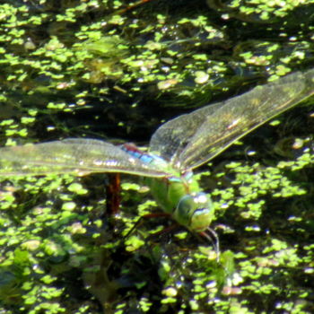 Фотография под названием "dragonfly" - Tom Schrijver, Подлинное произведение искусства, Цифровая фотография