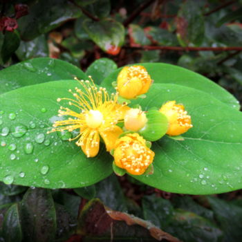 Фотография под названием "dewdrops on a leaf" - Tom Schrijver, Подлинное произведение искусства, Цифровая фотография