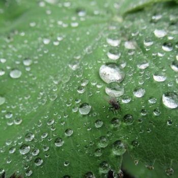 Photographie intitulée "dewdrops on leaf" par Tom Schrijver, Œuvre d'art originale, Photographie numérique