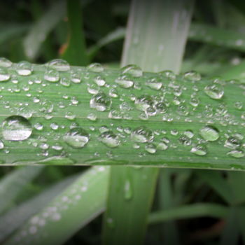 제목이 "dewdrops"인 사진 Tom Schrijver로, 원작, 디지털