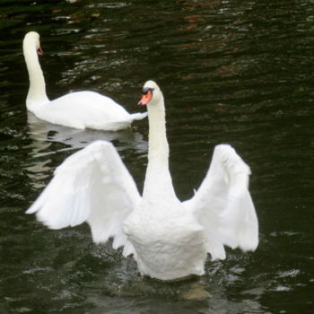 Photography titled "swans" by Tom Schrijver, Original Artwork, Digital Photography