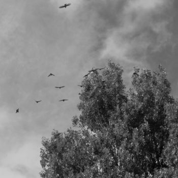 Photographie intitulée "birds II" par Tom Schrijver, Œuvre d'art originale, Photographie numérique