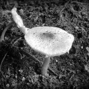 「mushroom」というタイトルの写真撮影 Tom Schrijverによって, オリジナルのアートワーク, デジタル