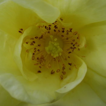Φωτογραφία με τίτλο "close flower" από Tom Schrijver, Αυθεντικά έργα τέχνης, Ψηφιακή φωτογραφία