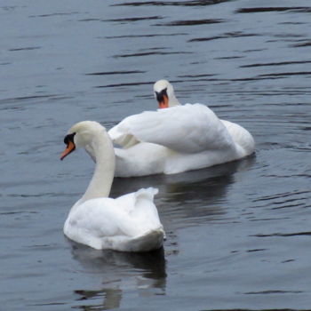 Фотография под названием "swans" - Tom Schrijver, Подлинное произведение искусства, Цифровая фотография
