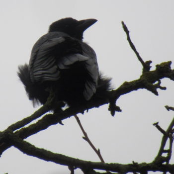 Fotografia zatytułowany „crow” autorstwa Tom Schrijver, Oryginalna praca, Fotografia cyfrowa