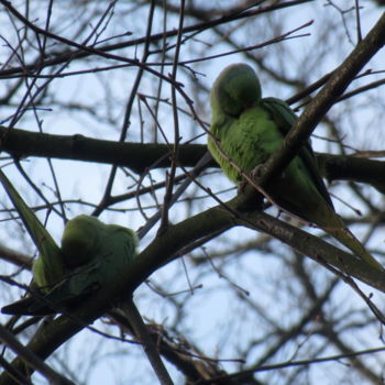 Фотография под названием "parakeets" - Tom Schrijver, Подлинное произведение искусства, Цифровая фотография