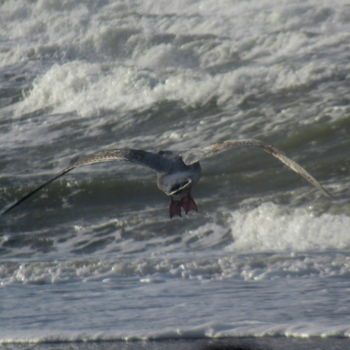 Fotografia zatytułowany „gull in flight” autorstwa Tom Schrijver, Oryginalna praca, Fotografia cyfrowa