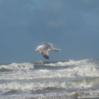 Photography titled "gull in flight" by Tom Schrijver, Original Artwork, Digital Photography