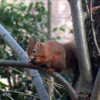 Fotografía titulada "squirrel eating" por Tom Schrijver, Obra de arte original, Fotografía digital