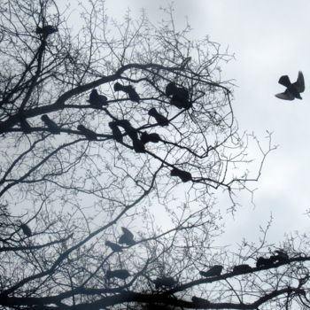 Фотография под названием "in the tree" - Tom Schrijver, Подлинное произведение искусства, Цифровая фотография