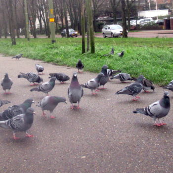 Фотография под названием "pigeons" - Tom Schrijver, Подлинное произведение искусства, Цифровая фотография