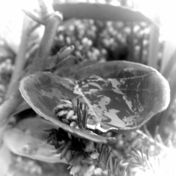 「on a leaf II」というタイトルの写真撮影 Tom Schrijverによって, オリジナルのアートワーク, デジタル