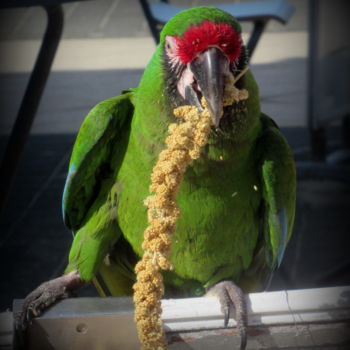 Фотография под названием "parrot" - Tom Schrijver, Подлинное произведение искусства, Цифровая фотография