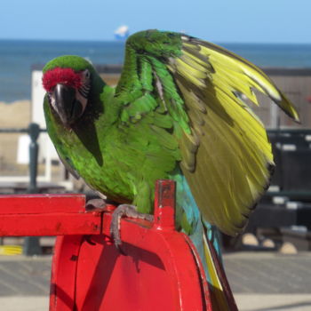 Φωτογραφία με τίτλο "parrot III" από Tom Schrijver, Αυθεντικά έργα τέχνης, Ψηφιακή φωτογραφία