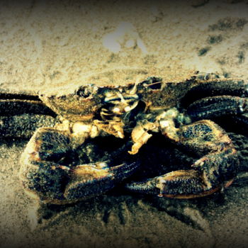 Photographie intitulée "crab" par Tom Schrijver, Œuvre d'art originale, Photographie manipulée