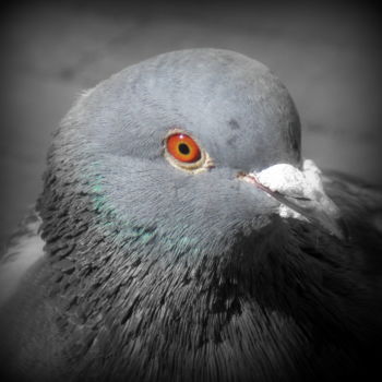 Photographie intitulée "pigeon" par Tom Schrijver, Œuvre d'art originale, Photographie numérique
