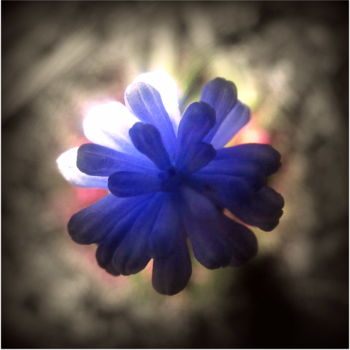 Фотография под названием "flower II" - Tom Schrijver, Подлинное произведение искусства, Цифровая фотография