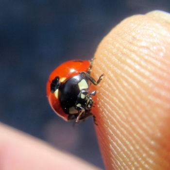 Fotografie getiteld "ladybug on thumb" door Tom Schrijver, Origineel Kunstwerk, Digitale fotografie