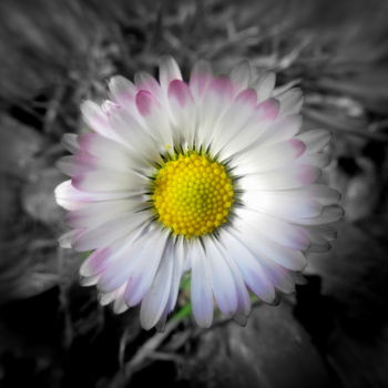 Fotografía titulada "daisy" por Tom Schrijver, Obra de arte original, Fotografía digital