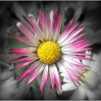 Photography titled "daisy'" by Tom Schrijver, Original Artwork, Digital Photography