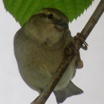 Φωτογραφία με τίτλο "sparrow III" από Tom Schrijver, Αυθεντικά έργα τέχνης, Ψηφιακή φωτογραφία
