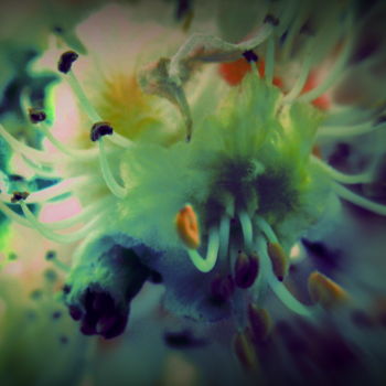 Fotografie mit dem Titel "bloom" von Tom Schrijver, Original-Kunstwerk, Digitale Fotografie