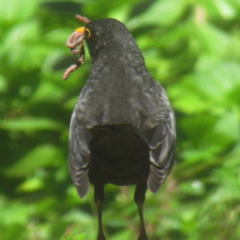 Fotografie getiteld "blackbird with worm" door Tom Schrijver, Origineel Kunstwerk, Digitale fotografie