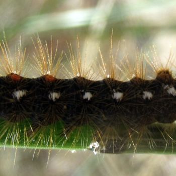 Fotografie getiteld "hairy caterpillar" door Tom Schrijver, Origineel Kunstwerk, Digitale fotografie
