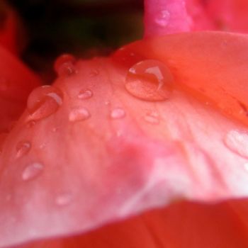 Photography titled "raindrops on flower" by Tom Schrijver, Original Artwork, Digital Photography
