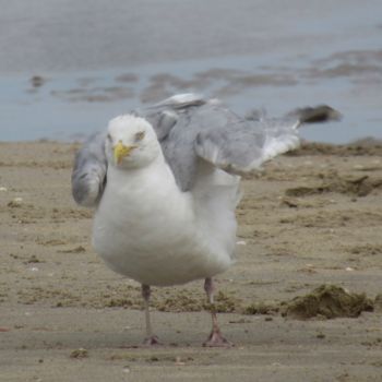 Fotografia zatytułowany „seagull shake it” autorstwa Tom Schrijver, Oryginalna praca, Fotografia cyfrowa