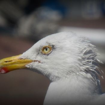 Photographie intitulée "gull close up" par Tom Schrijver, Œuvre d'art originale, Photographie numérique
