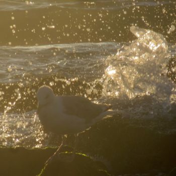 Fotografia intitulada "gull and sea III" por Tom Schrijver, Obras de arte originais, Fotografia digital
