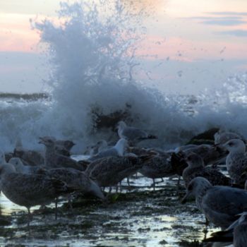 Fotografía titulada "gull and sea 9" por Tom Schrijver, Obra de arte original, Fotografía digital