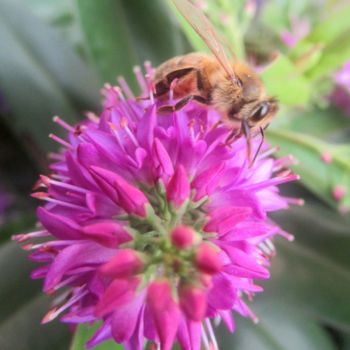 Фотография под названием "bee on flower" - Tom Schrijver, Подлинное произведение искусства, Цифровая фотография