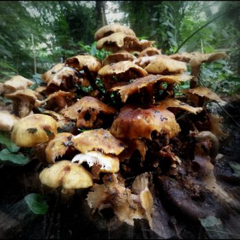 Fotografía titulada "mushroom time!" por Tom Schrijver, Obra de arte original, Fotografía digital