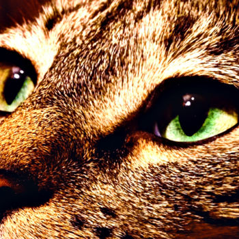 Fotografia intitulada "cat eyes" por Tahyr Alladurdyyev, Obras de arte originais