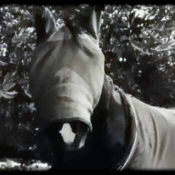 Photography titled "Blind Horse" by Sarna, Original Artwork, Digital Photography Mounted on Cardboard